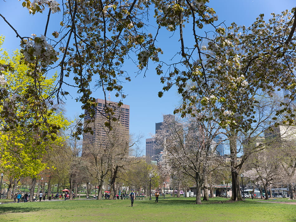 spring/summer shot of city of boston from park area