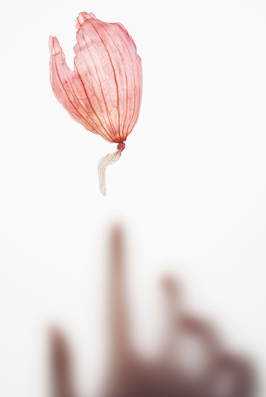 Pessina Ava Studio Photography