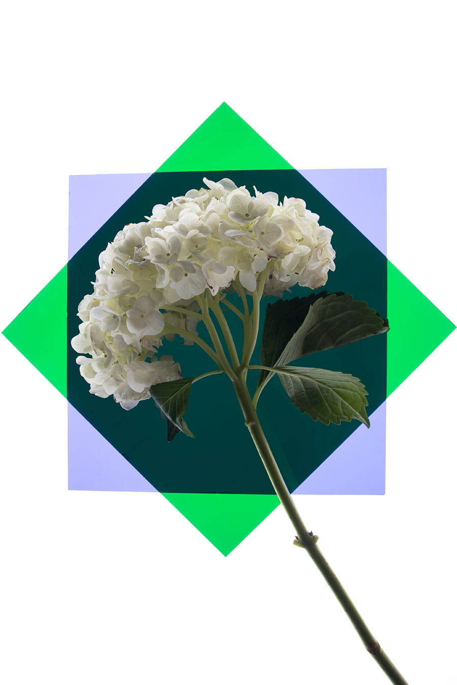 Tom Tranfaglia Studio Photography