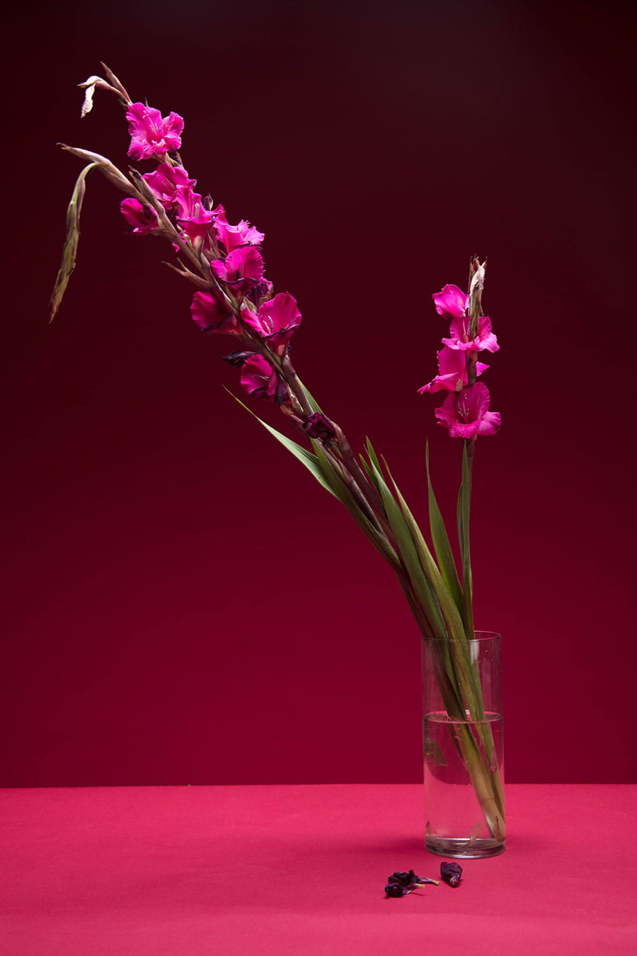 Smith Shyla Studio Photography