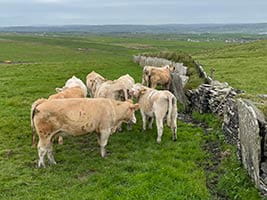 Sheep on a hillside in rural Ireland