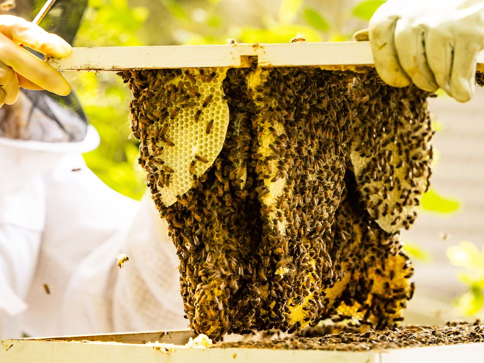 Endicott Beekeeping