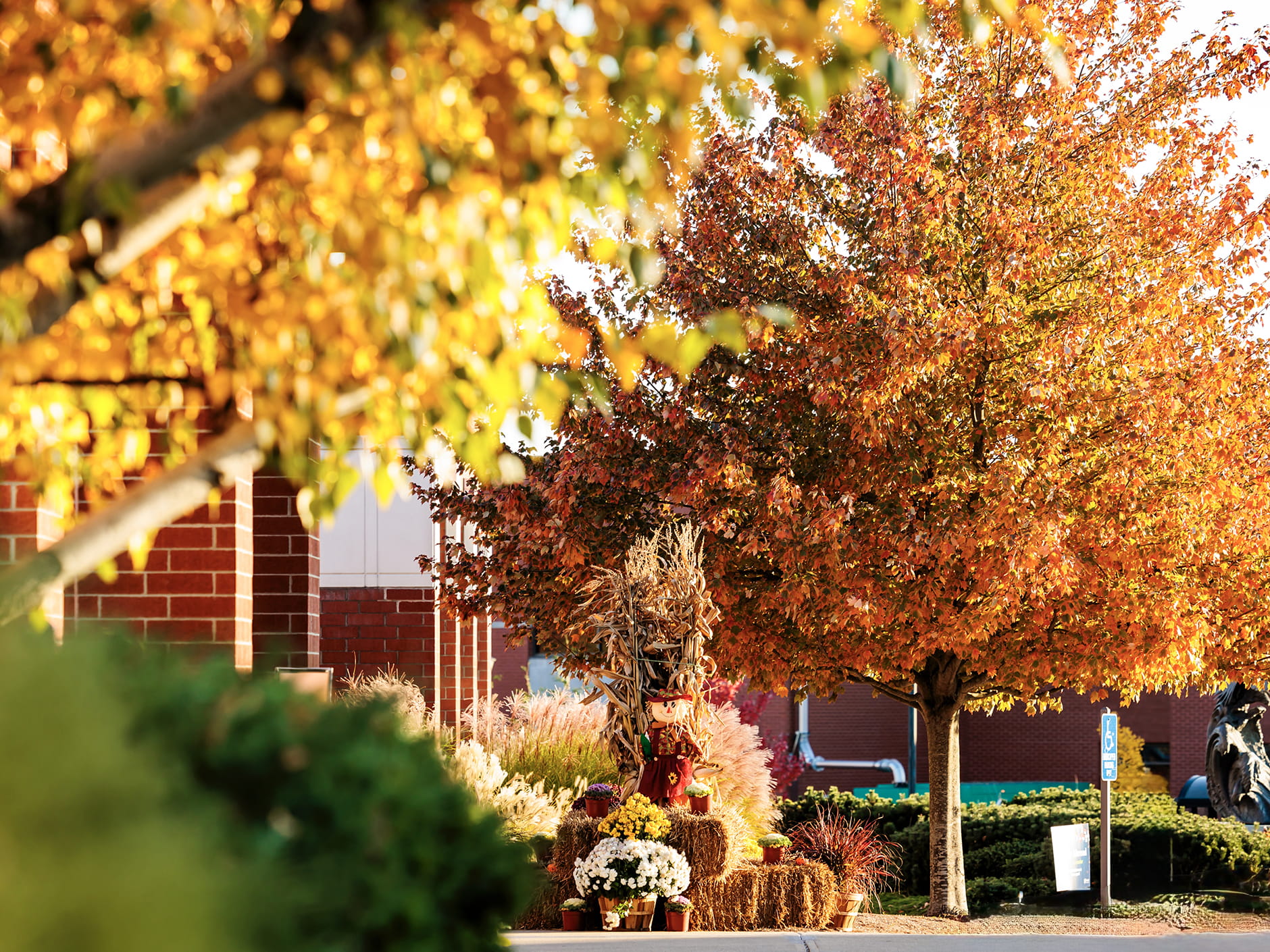 Foliage on Endicott College's campus