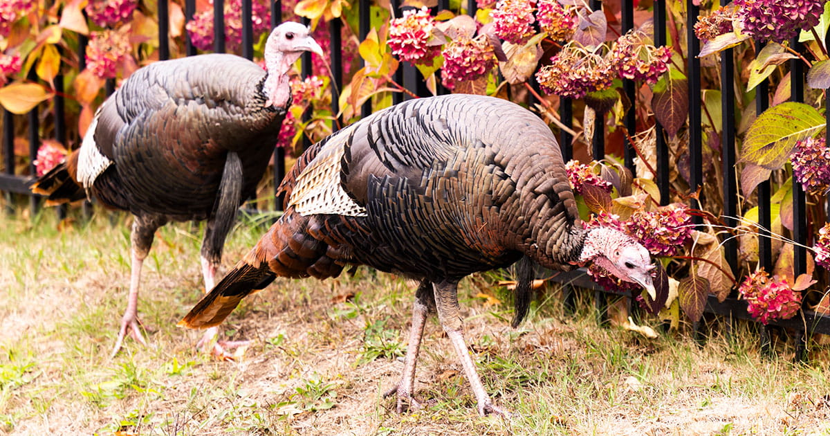 Endicott’s Turkeys Are Unbothered, Undeterred, and Uncooked | Endicott ...