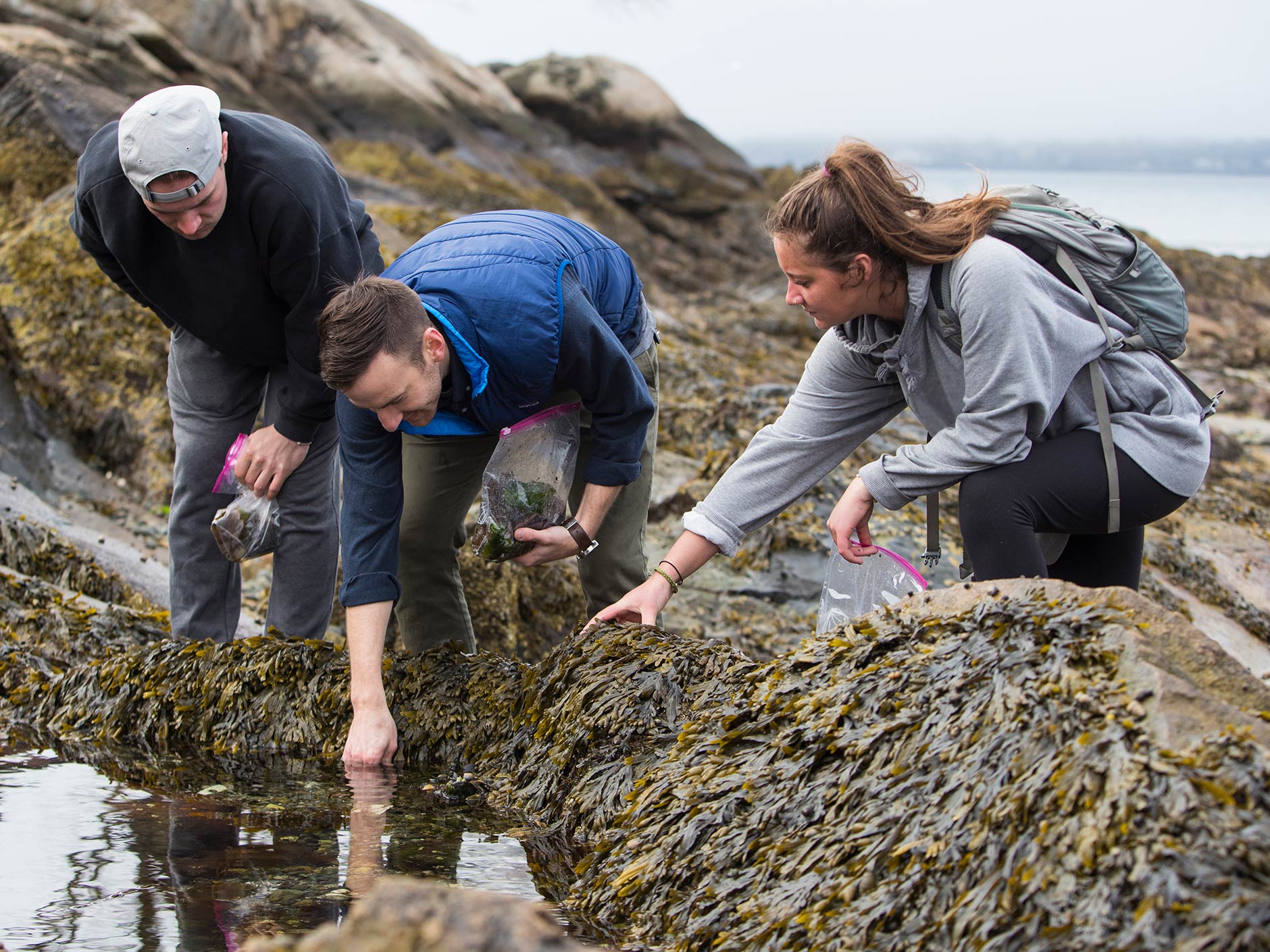 Three Endicott environmental science students exploring tide pools at one of Endicott beaches