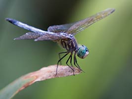 Ipswich River Audubon dragonfly