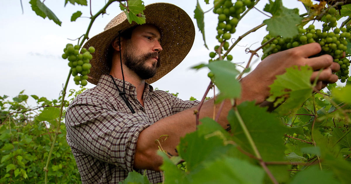 After earning a biotechnology degree at Endicott College, Tyler MacKelvey ’15 parlayed his passion for science and the outdoors into a winemaking career in Vermont. 